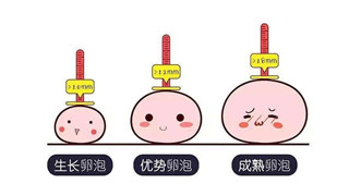 為愛「鼓掌」前，做個排卵監測更放心？